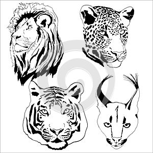 Animals tiger, puma, jaguar, lion drawn in Illustrator in the style of graphic drawings