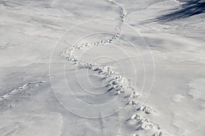 Animals track in big snow. Wild animals footprints on snow on mountain. Animal tracks in snow near the forest in winter.