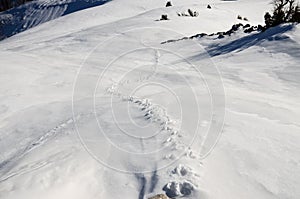 Animals track in big snow. Wild animals footprints on snow on mountain. Animal tracks in snow near the forest in winter.