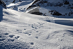Animals track in big snow. Wild animals footprints on snow on mountain. Animal tracks in snow near the forest in winter.