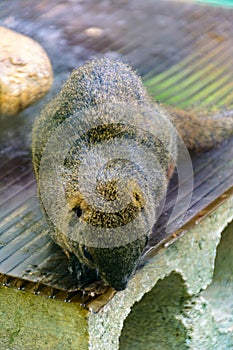 The animals in the tropical forest in Yanoda Park,  Sanya city. Hainan, China