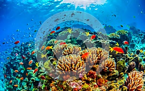 Animals of the underwater marine world. Ecosystems. Colorful tropical fish. Life on the coral reef