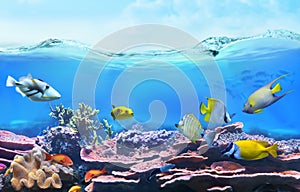 Animals of the underwater sea world. Ecosystem.
