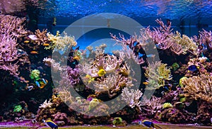 Animals of the underwater sea world. Ecosystem. Colorful tropical fish. Life in the coral reef