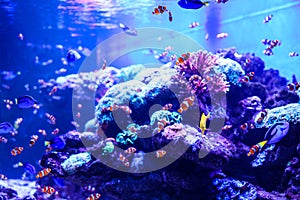 Animals of the underwater sea world. Ecosystem. Colorful tropical fish. Life in the coral reef