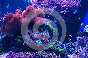 Animals of the underwater sea world. Ecosystem. Colorful tropical fish. Life in the coral reef