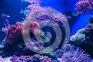 Animals of the underwater sea world. Ecosystem. Colorful tropical fish. Life in the coral reef