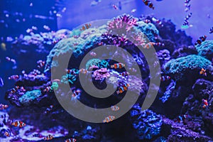 Animals of the underwater sea world. Ecosystem. Colorful tropical fish. Life in the coral reef