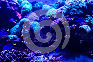 Animals of the underwater sea world. Ecosystem. Colorful tropical fish. Life in the coral reef