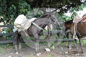 Animals used to load coffee in Colombia photo