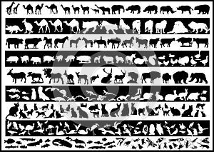 Animals vectors