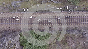 Animals Walking Along a Railway Track Endangering Oncoming Trains