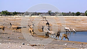 Animals at waterhole