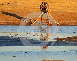 Animals at the waterhole