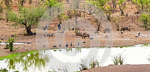 Animals at Watering Hole Victoria Falls Safari Lodge