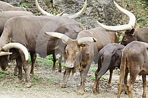 Animals watusi family