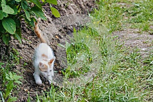 Animals. White kitten plays in the garden