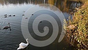 Animals wildlife, birds: swan family swimming in the pond