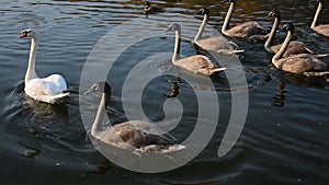 Animals wildlife, birds: swan family swimming in the pond