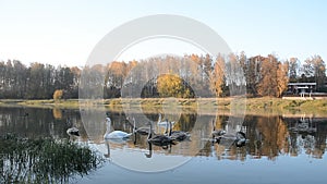 Animals wildlife, birds: swan family swimming in the pond