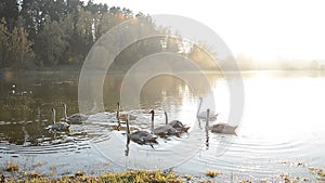 Animals wildlife, birds: swan family swimming in the pond