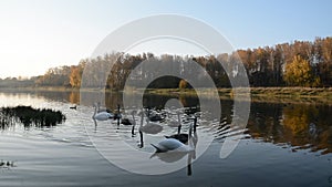 Animals wildlife, birds: swan family swimming in the pond