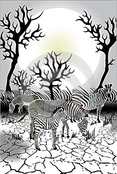 Animals - Wildlife - Zebra