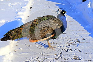 Animals in winter. Bright blue beautiful peacocks with a long tail feathers walk in snow. Decorative bird peacock in park, zoo in