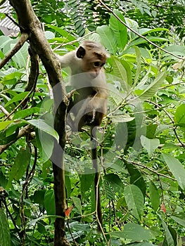 Animals  wood tree monkey