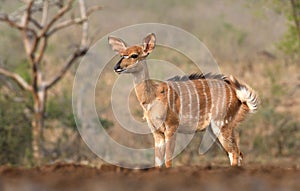 Animals of Zimanga Park in South Africa