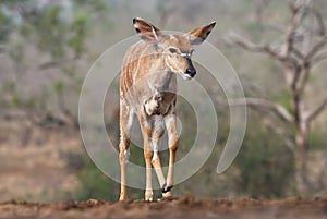 Animals of Zimanga Park in South Africa