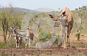 Animals of Zimanga Park in South Africa