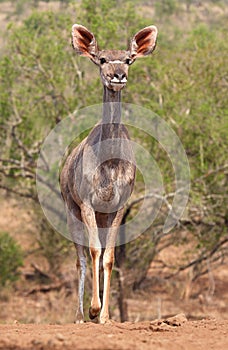 Animals of Zimanga Park in South Africa