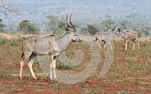 Animals of Zimanga Park in South Africa