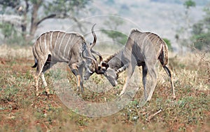 Animals of Zimanga Park in South Africa