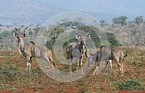 Animals of Zimanga Park in South Africa