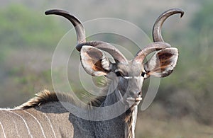 Animals of Zimanga Park in South Africa