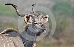 Animals of Zimanga Park in South Africa