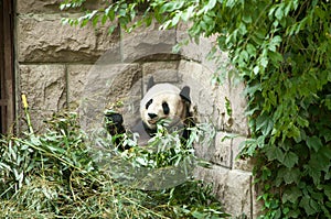 Zvířata v zoologická zahrada v peking 