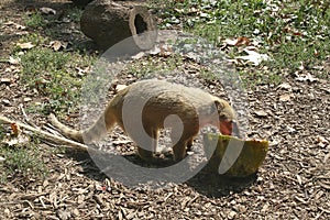 The animals of the zoo, the Coati, a mammal belonging to the Procionid family