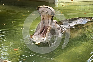 The animals of the zoo, the hippopotamus. This large mammal is found at the Rome Biopark photo