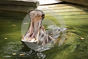 The animals of the zoo, the hippopotamus. This large mammal is found at the Rome Biopark photo