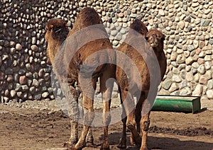 Animals in zoopark, Kazakhstan