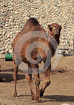 Animals in zoopark, Kazakhstan