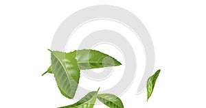 Animated Beautiful Flying Green Tea Leaf