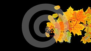 Animated Leaves falling down the Wind effect on an Isolated Transparent Background. Autumn Sale Logo Animation Concept