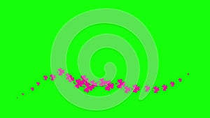 Animated magenta symbol of leaf of clover. pink icon of ?rish plant fly from left to right. A wave of clover.