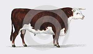 Animated Nature 1855, a portrait of a bull. Digitally enhanced by rawpixel. photo