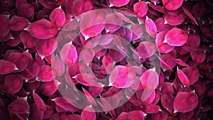 Animated rose petals transition