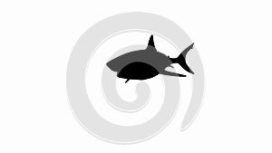 Animated silhouette of a great white shark attack.
